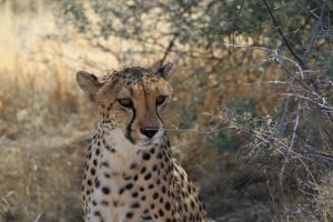 TOYOTA Hilux - namíbia - IMG_8564